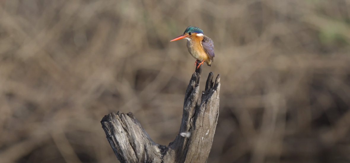 Malachite kingfisher